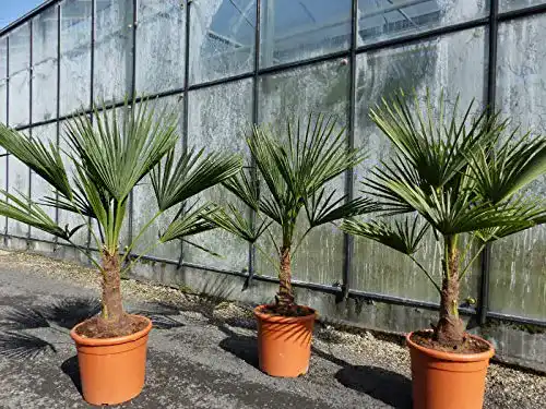 Chinesische Hanfpalme JH Grünwaren GmbH & Co. KG L Palme