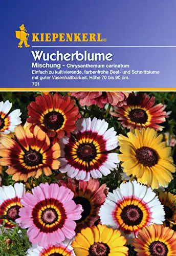Chrysanthemen-Samen Sperli Blumensamen Wucherblume