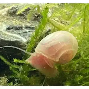 Algenfressende Schnecke Wasserfarm Schnecken-rot 4Stk