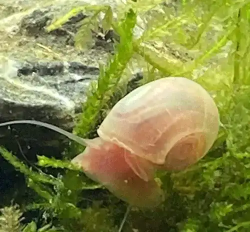 Algenfressende Schnecke Wasserfarm Schnecken-rot 4Stk