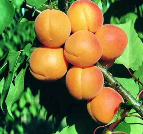 Aprikosenbaum Artländer Pflanzenhof Kuresia, 100-120cm