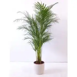 Goldfruchtpalme PalmenLager.de 130-150cm “Areca Palme”