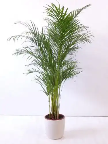 Die beste Goldfruchtpalme PalmenLager.de 130-150cm "Areca Palme" 2026 Test Bestseller Goldfruchtpalme PalmenLager.de 130-150cm “Areca Palme”