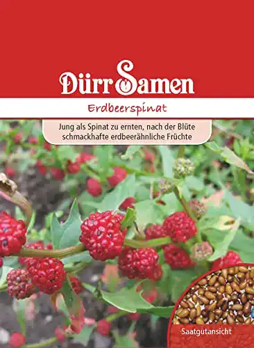 Spinat-Samen Dürr-Samen Spinat Erdbeerspinat Samen