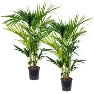 Kentia-Palme Bloomique Howea ‘Forsteriana’ ↕90-100 cm