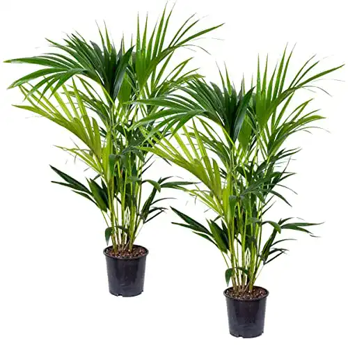 Kentia-Palme Bloomique Howea ‘Forsteriana’ ↕90-100 cm