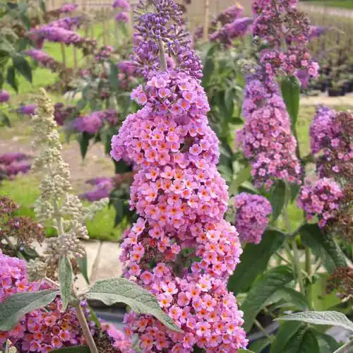 Flieder Garten Schlüter Sommer ‘Flower Power’ (Buddleja Davidii)
