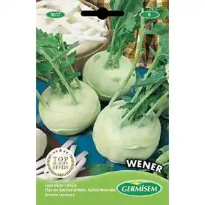 Kohlrabi-Samen Germisem Kohlrabi WENER WHITE EC3017