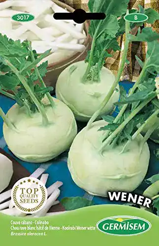 Kohlrabi-Samen Germisem Kohlrabi WENER WHITE EC3017