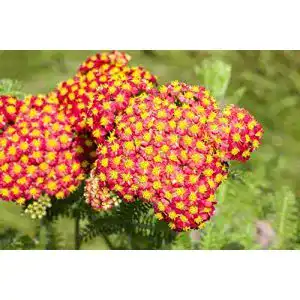 Schafgarbe-Pflanze PlantaPro Achillea filipendulina ‘Feuerland’ P 0,5