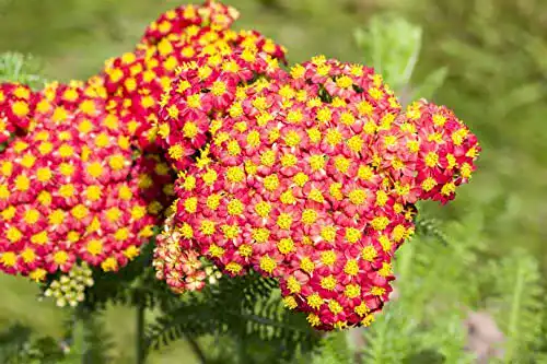 Schafgarbe-Pflanze PlantaPro Achillea filipendulina ‘Feuerland’ P 0,5