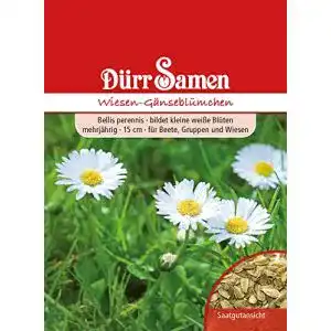 Gänseblümchen-Samen Dürr-Samen Wiesen-Gänseblümchen