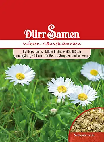 Gänseblümchen-Samen Dürr-Samen Wiesen-Gänseblümchen