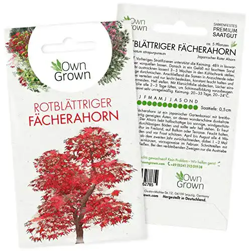 Ahorn-Samen OwnGrown Bonsai Baum Samen Roter Ahorn