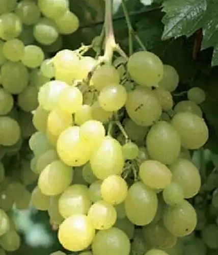 Weinrebe PlantaPro – Weintraube – Vitis vinifera – Unio, ertragreich