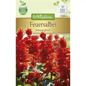 Feuersalbei Chrestensen ‘Johannisfeuer’