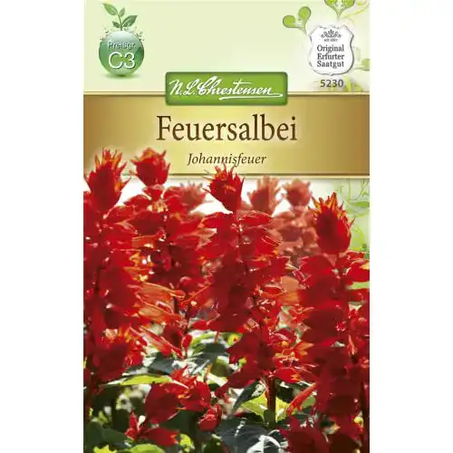Feuersalbei Chrestensen ‘Johannisfeuer’