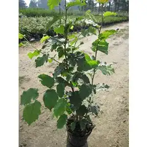 Haselnussstrauch Baumschule Pflanzenvielfalt Corylus avellana