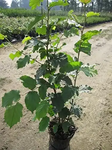 Haselnussstrauch Baumschule Pflanzenvielfalt Corylus avellana