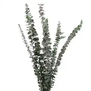 Eukalyptus getrocknet Lyeiaa, 10 Stück Echt Trockenblumen