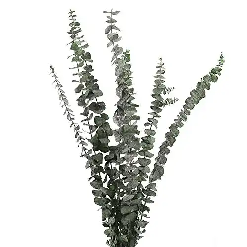 Eukalyptus getrocknet Lyeiaa, 10 Stück Echt Trockenblumen