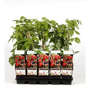 Himbeerstrauch Blumen Senf Rubus idaeus Malling Promise