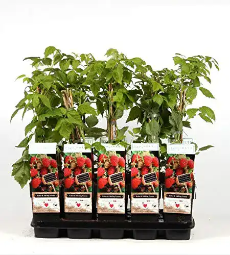 Himbeerstrauch Blumen Senf Rubus idaeus Malling Promise