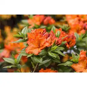 Rhododendron (orange) PlantaPro Rhododendron lut. ‘Fireball’