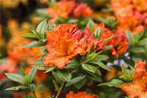 Rhododendron (orange) PlantaPro Rhododendron lut. ‘Fireball’