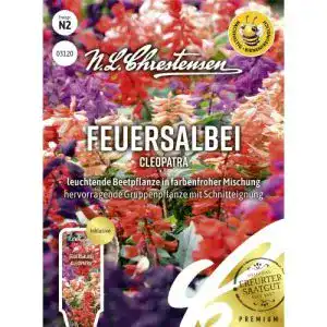 Feuersalbei N.L.Chrestensen Cleopatra, leuchtende Beetpflanze