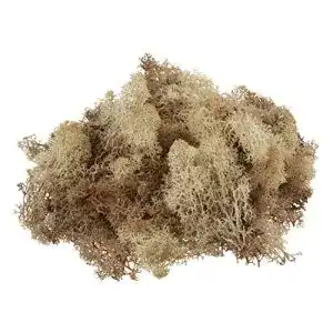 Islandmoos Wiedenmann 100g, 100% Natur Dekoration