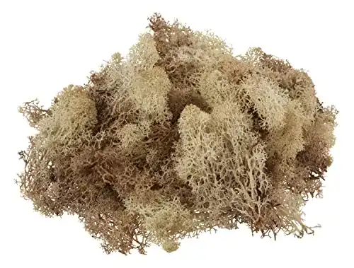 Islandmoos Wiedenmann 100g, 100% Natur Dekoration