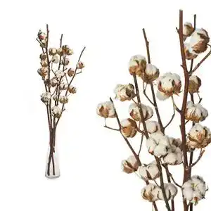 Baumwollzweig Interflowers GmbH 5 Zweige echte Baumwolle