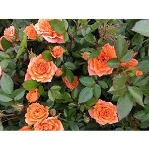 Zwergrose Garten Schlüter ‘Ninetta®’
