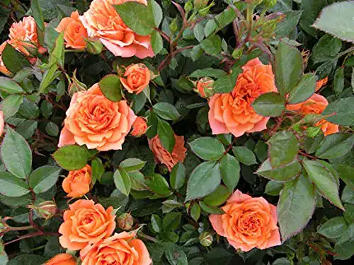 Zwergrose Garten Schlüter ‘Ninetta®’