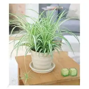 Grünlilie BALDUR Garten Chlorophytum “Variegatum”, 1 Pflanze