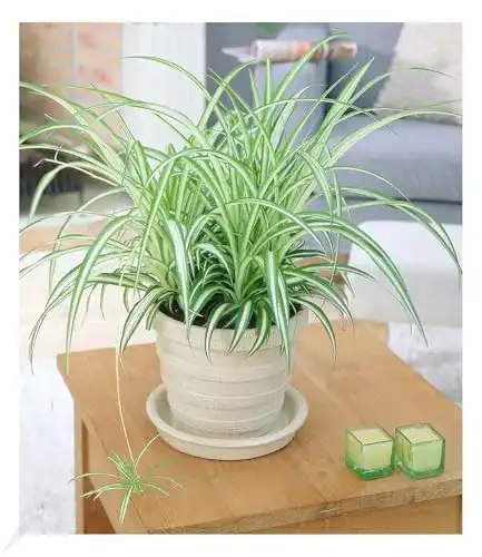 Grünlilie BALDUR Garten Chlorophytum “Variegatum”, 1 Pflanze