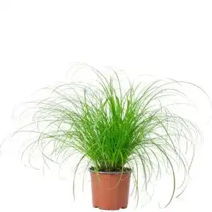 Katzengras-Pflanze FLOWERBOX Echtes Katzengras – Cyperus