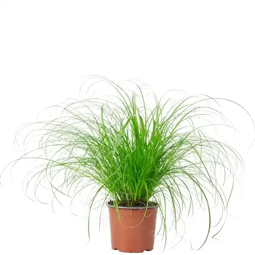 Katzengras-Pflanze FLOWERBOX Echtes Katzengras – Cyperus