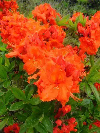 Rhododendron (orange) Plantenwelt kupferrot blühend