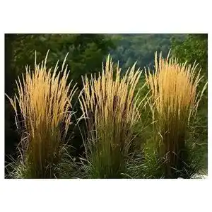 Reitgras Stauden Gänge 10 x Calamagrostis acutiflora