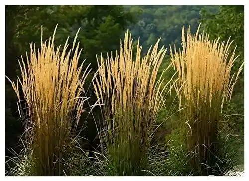 Reitgras Stauden Gänge 10 x Calamagrostis acutiflora