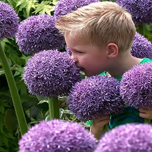 Allium-Zwiebeln Alasines Allium zwiebeln winterhart