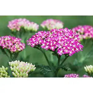 Schafgarbe-Pflanze PlantaPro Achillea millefolium ‘Cerise Queen’ P