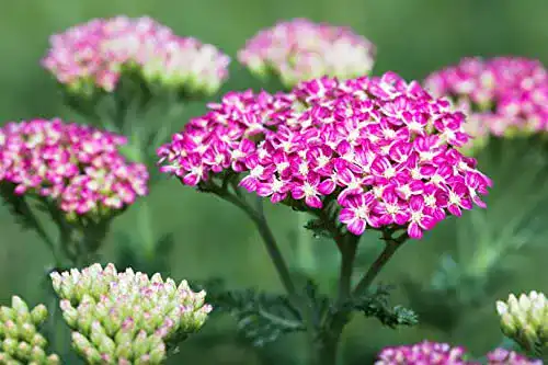 Schafgarbe-Pflanze PlantaPro Achillea millefolium ‘Cerise Queen’ P