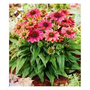 Echinacea-Pflanze BALDUR Echinacea Evolution, 1 Pflanze