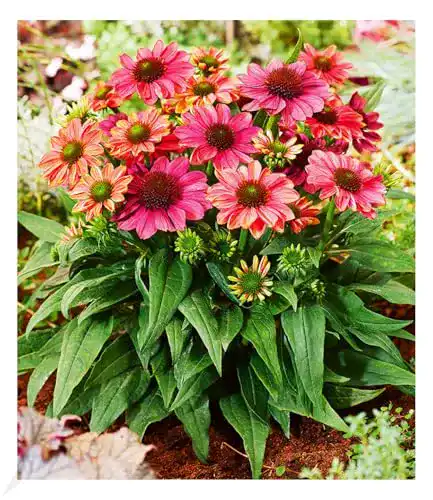 Echinacea-Pflanze BALDUR Echinacea Evolution, 1 Pflanze