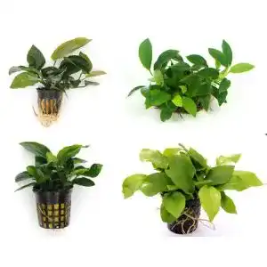 Anubia WFW wasserflora Quartett: 4X Töpfe