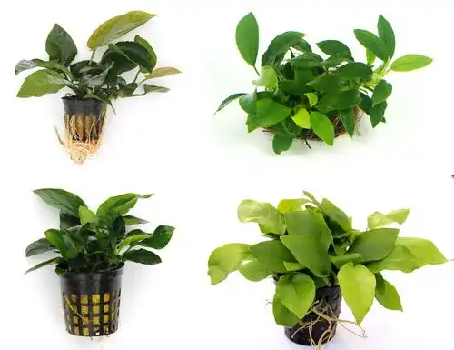 Anubia WFW wasserflora Quartett: 4X Töpfe