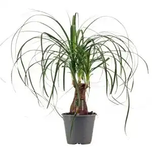 Elefantenfuß-Pflanze Blumen Senf Elefantenfuß 50-70 cm